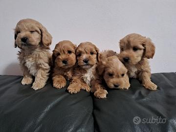Maltipoo cuccioli