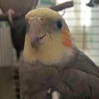 2 calopsita maschi pappagalli