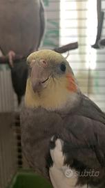 2 calopsita maschi pappagalli