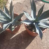 agave