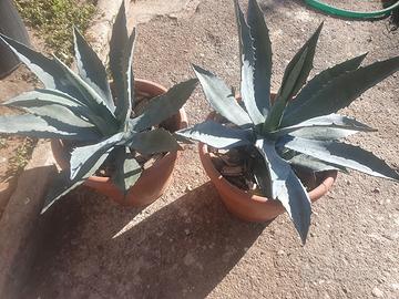 agave