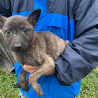 Cucciola pastore olandese