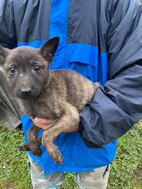 Cucciola pastore olandese