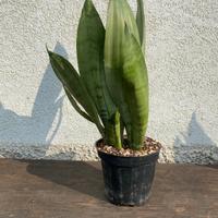 pianta grassa