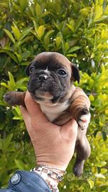 Bulldog francese