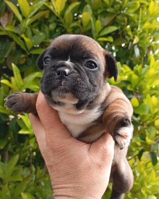 Bulldog francese