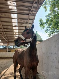 Cavallo da completo