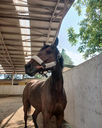 Cavallo da completo