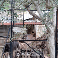 Ultime 2 Cucciole di husky