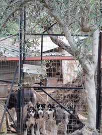 Ultime 2 Cucciole di husky