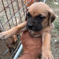 Cane corso