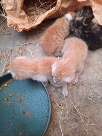 gattini razza europea