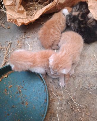gattini razza europea
