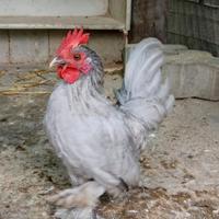 Galletto sabelpoot grigio perla