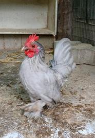 Galletto sabelpoot grigio perla