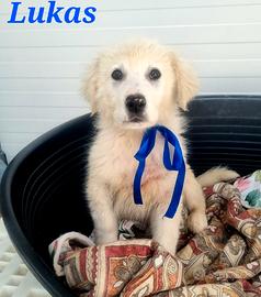 Lukas cucciolo maschio