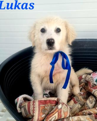 Lukas cucciolo maschio