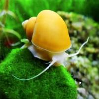 Lumaca GOLD AMPULLARIA Acquario
