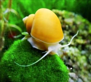 Lumaca GOLD AMPULLARIA Acquario