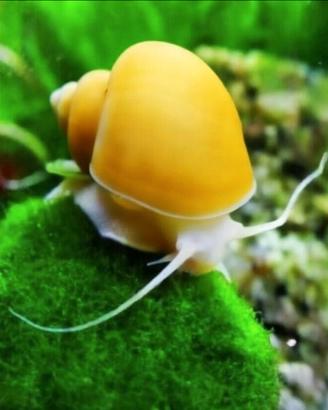 Lumaca GOLD AMPULLARIA Acquario