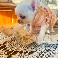 Chihuahua 60 giorni con vaccinazione