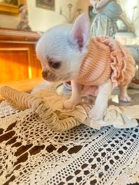 Chihuahua 60 giorni con vaccinazione