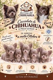 Cuccioli chihuahua pelo lungo lilac isabella pedig