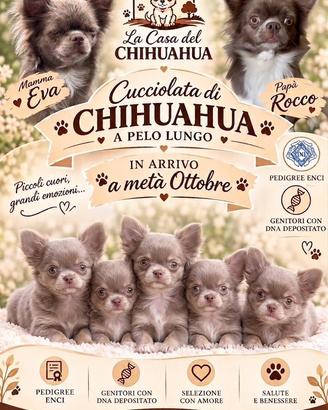 Cuccioli chihuahua pelo lungo lilac isabella pedig