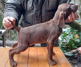 Kurzhaar Bracco Tedesco