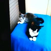 Meravigliosi gatti sterilizzati