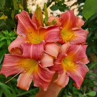 Hemerocallis 