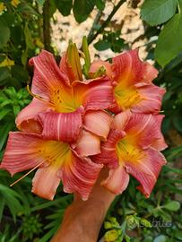 Hemerocallis 