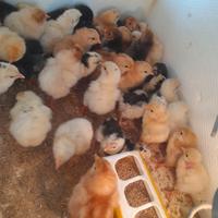 Pulcini ,galline ornamentali