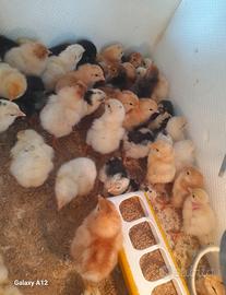 Pulcini ,galline ornamentali