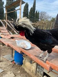 Galline olandesi ciuffate