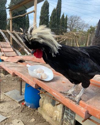 Galline olandesi ciuffate