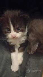Cuccioli Maine Coon