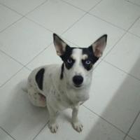 Cucciola zoe