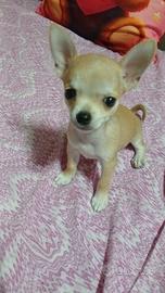 Cucciolo di chihuahua