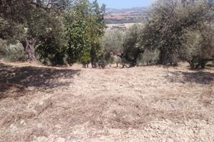 Rif. 223b terreno a moscufo