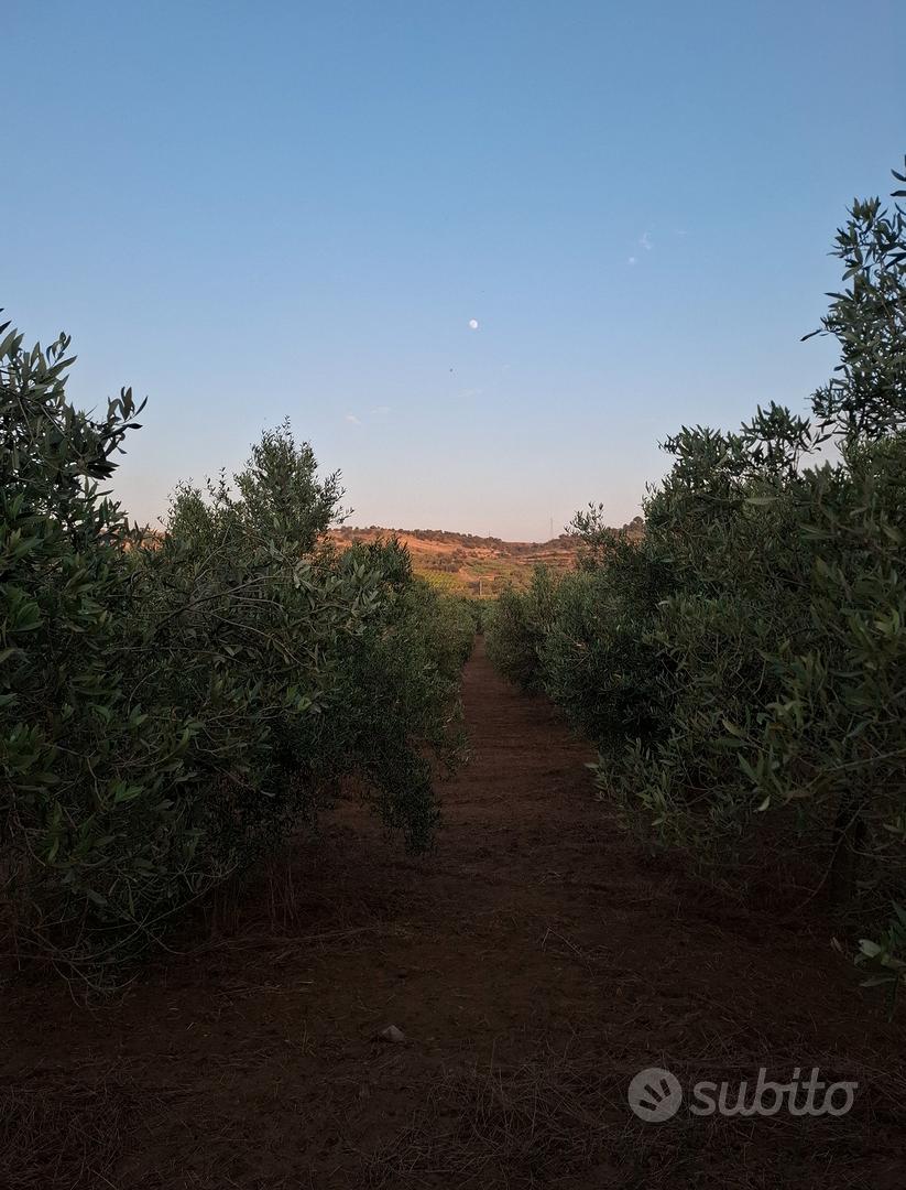 terreno con uliveto di 2 tumoli - Vista 3