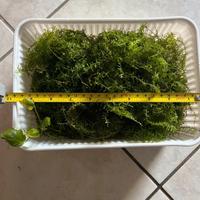 Muschio acquario Christmas moss