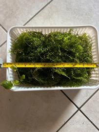 Muschio acquario Christmas moss