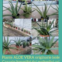  piante Aloe vera 