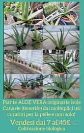  piante Aloe vera 