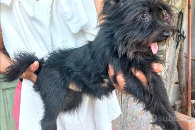Schnauzer nano