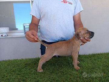 Splendido cucciolo di American Pitbull
