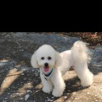 Cucciolo di Barboncino Toy