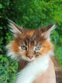 Cuccioli Maine Coon pedigree alta genealogia
