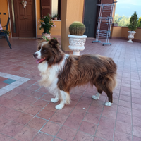 Border collie da monta